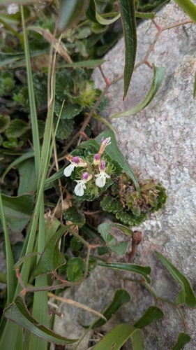 Teucrium pyrenaicum, photograph 5
