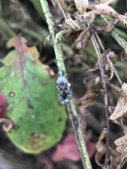 Merocoris curtatus
