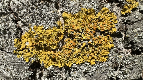 Common Sunburst Lichen