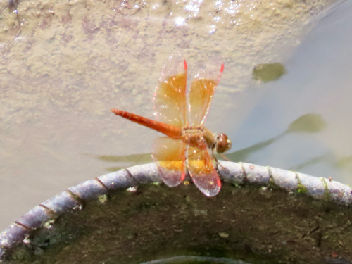 Ditch Jewel
