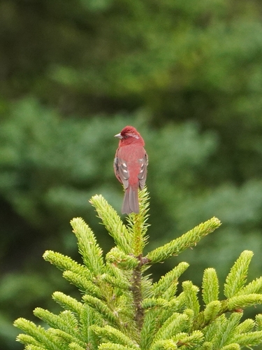 Taiwan Rosefinch (Carpodacus formosanus), photo 6