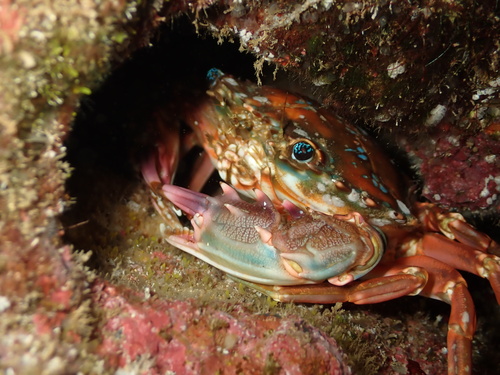 Goniosupradens erythrodactylus observed 2026-07-15