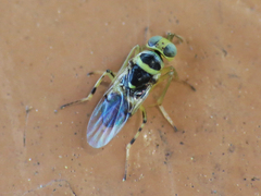 Isodromus