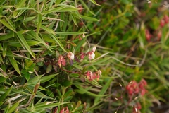 Gaultheria borneensis, photograph (c) Ben Costamagna, some rights reserved (CC BY)