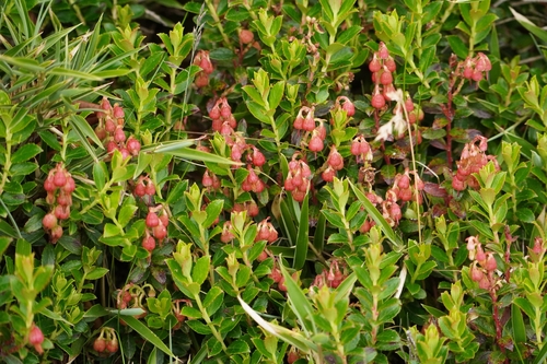 Gaultheria borneensis, photograph 4