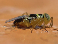 Isodromus