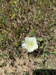 Calystegia subacaulis