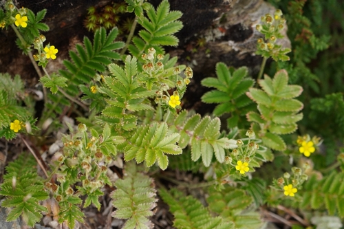 Argentina leuconota, photograph 2