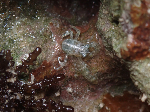 Galathea coralliophilus