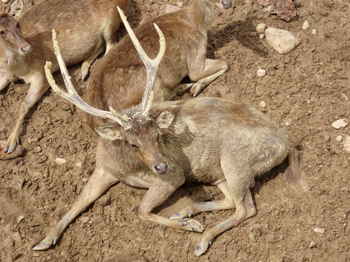 Javan Rusa