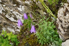 Adenophora morrisonensis