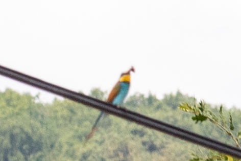 European Bee-eater