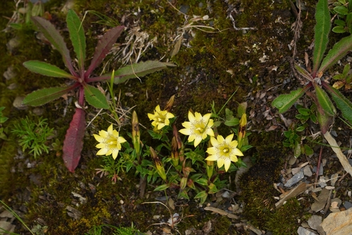 Gentiana scabrida, photograph 6