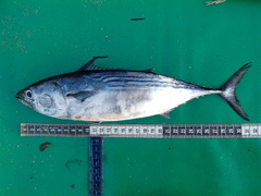 Black Skipjack photo 4