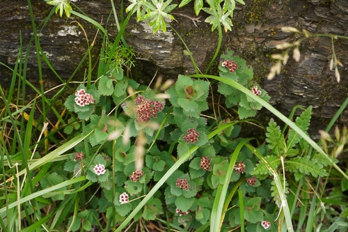 Spiraea morrisonicola