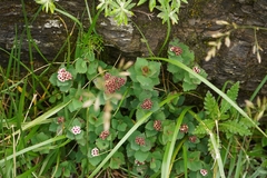 Spiraea morrisonicola