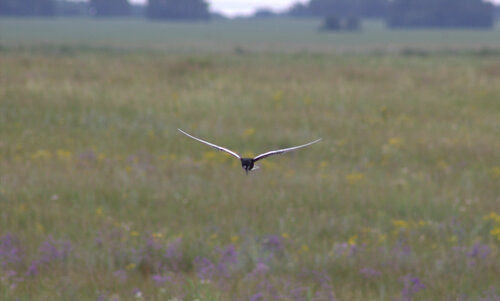 iNaturalist: (c) serbinator, some rights reserved (CC BY-NC) iNaturalist image