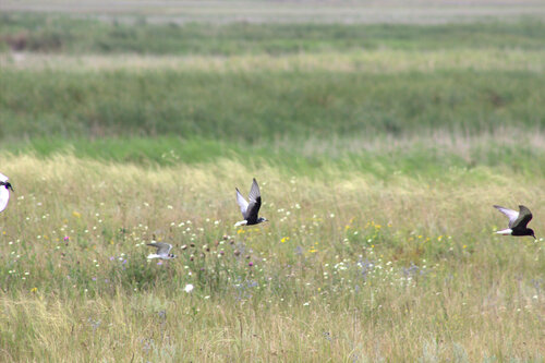 iNaturalist: (c) serbinator, some rights reserved (CC BY-NC) iNaturalist image