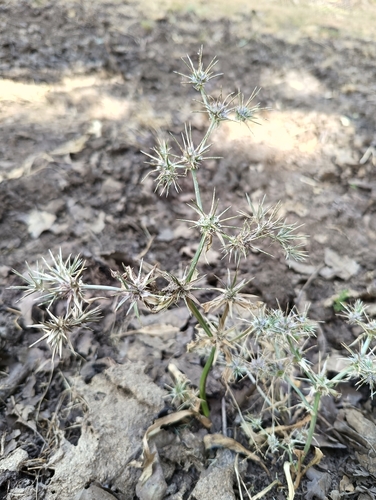 Eryngium pusillum