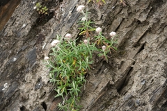 Anaphalis morrisonicola, photograph (c) Ben Costamagna, some rights reserved (CC BY)