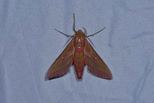 Elephant Hawkmoth