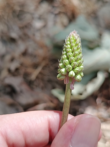 Drimia anthericoides