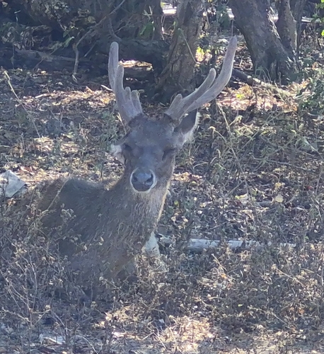 Rusa timorensis