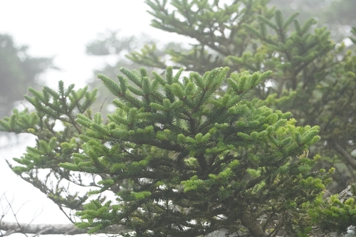 Taiwan fir (Abies kawakamii)