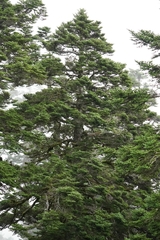 Abies kawakamii, photograph (c) Ben Costamagna, some rights reserved (CC BY)