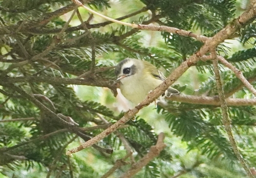Flamecrest (Regulus goodfellowi), photo 5