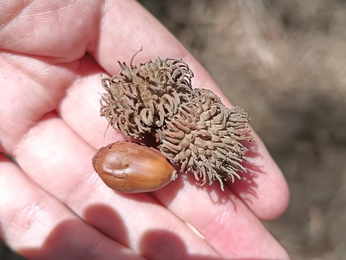African Oak