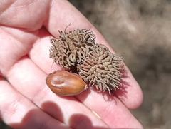 Quercus afares