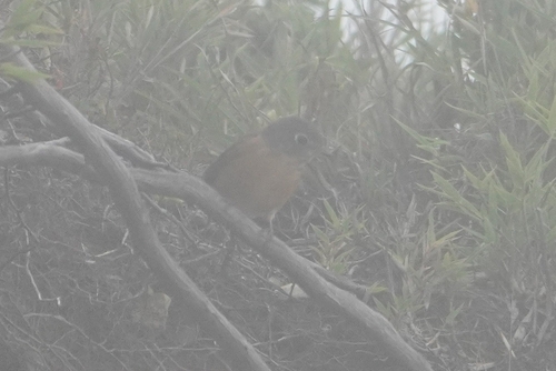 Ferruginous Flycatcher (Muscicapa ferruginea), photo 6