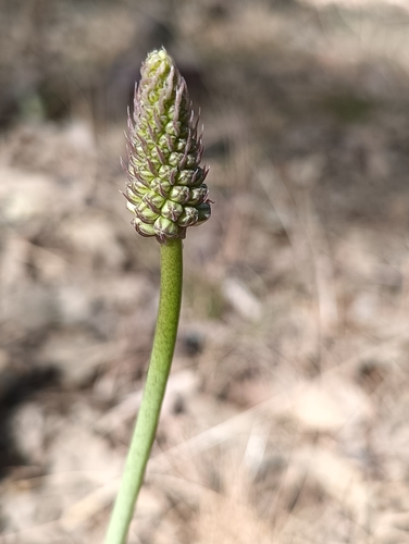 Drimia anthericoides