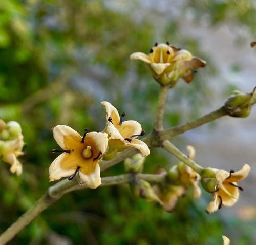 Avicennia officinalis observed 2026-07-15