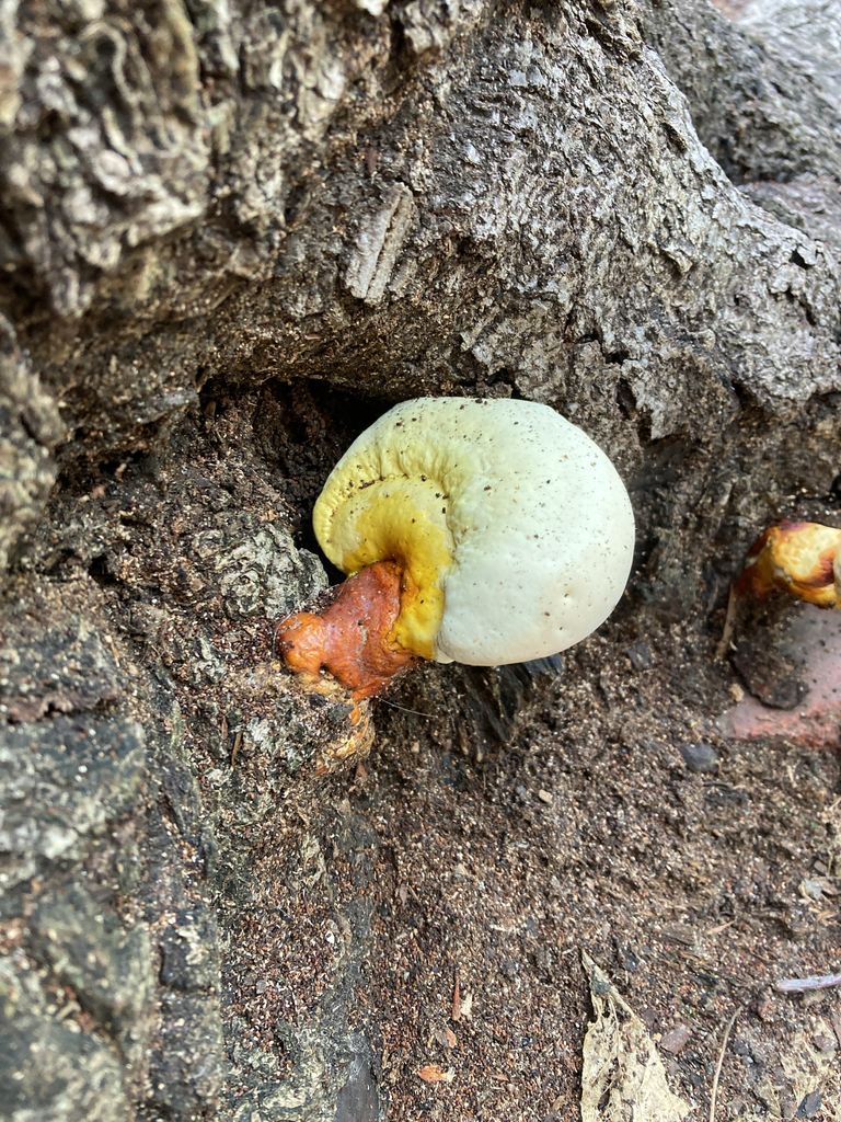 golden reishi · July 2026 · photo: Photo: (c) tkr421, some rights reserved (CC BY) · iNaturalist
