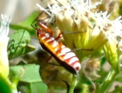 Dysdercus obscuratus