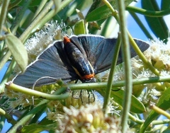 Elbella scylla