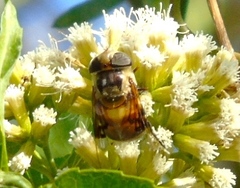 Copestylum quadratum