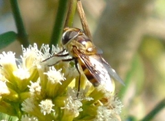 Copestylum quadratum