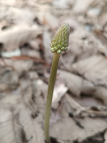 Drimia anthericoides