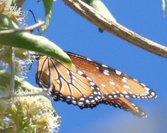 Danaus eresimus montezuma