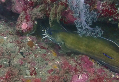 Brotula multibarbata observed 2026-07-07