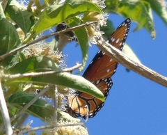 Danaus eresimus montezuma