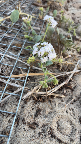 iNaturalist observation photo of Dicots