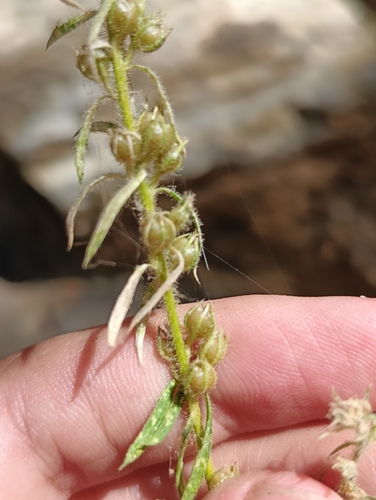 Anarrhinum pedatum