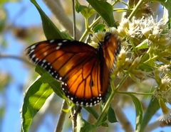 Danaus eresimus montezuma