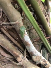 Tituria planata
