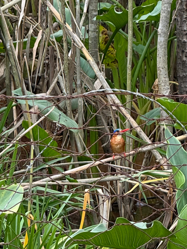 iNaturalist image