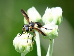 Trichopoda